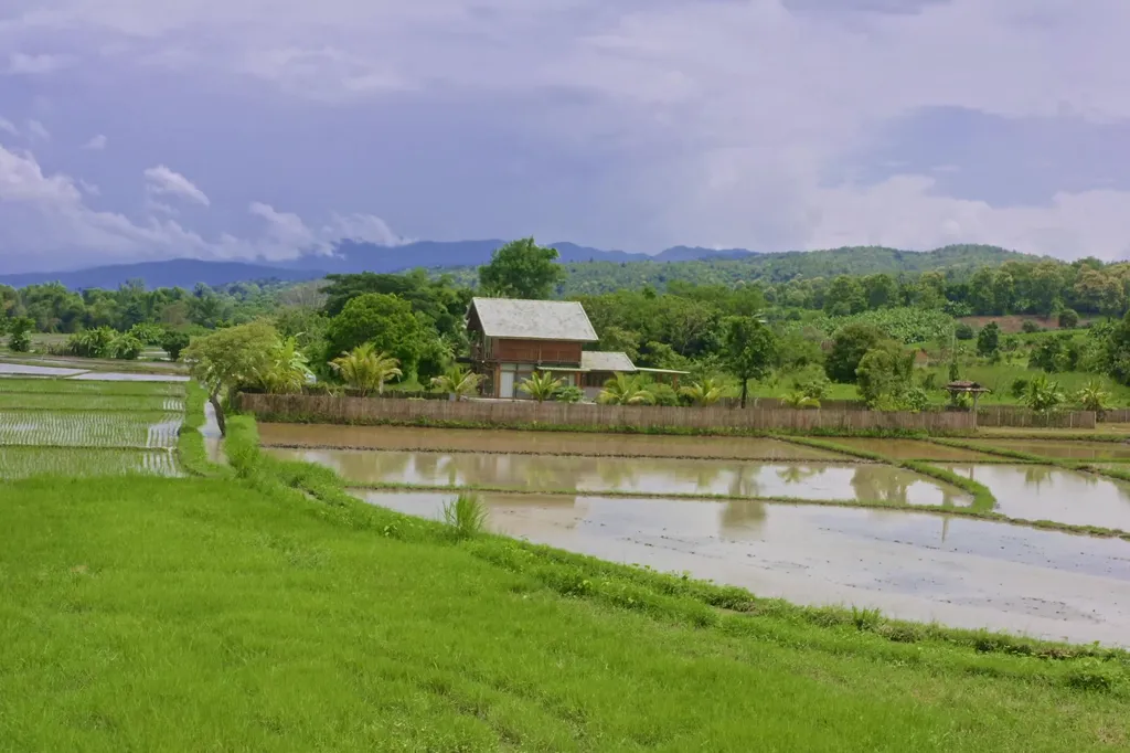 Green rice fields and a farmhouse in the Isan countryside